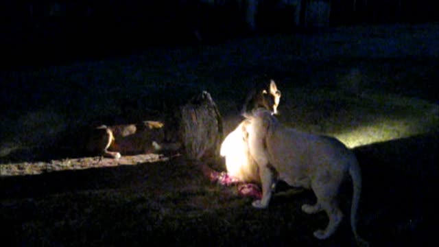 Greedy male lion refuses to share kill with pride