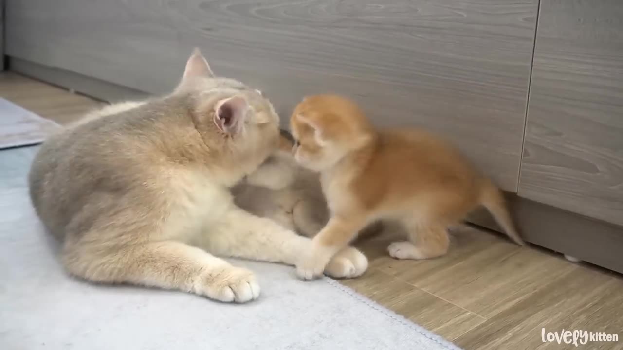 Mother cat loves all her babies, she is very pampering and tender talking to them