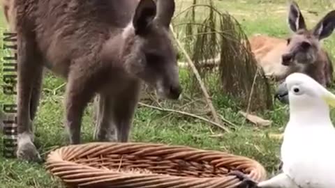 Funny Food Clips