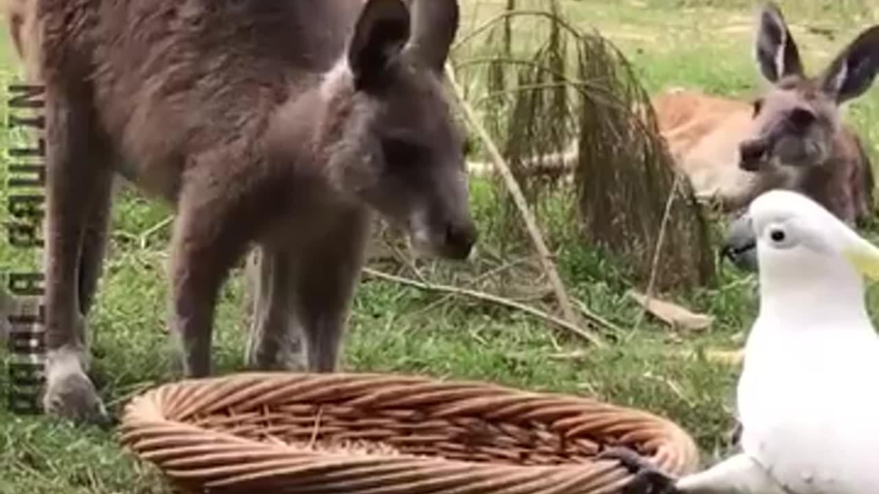 Funny Food Clips