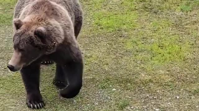 Naughty Mama Bear and Cub Get Shooed Away