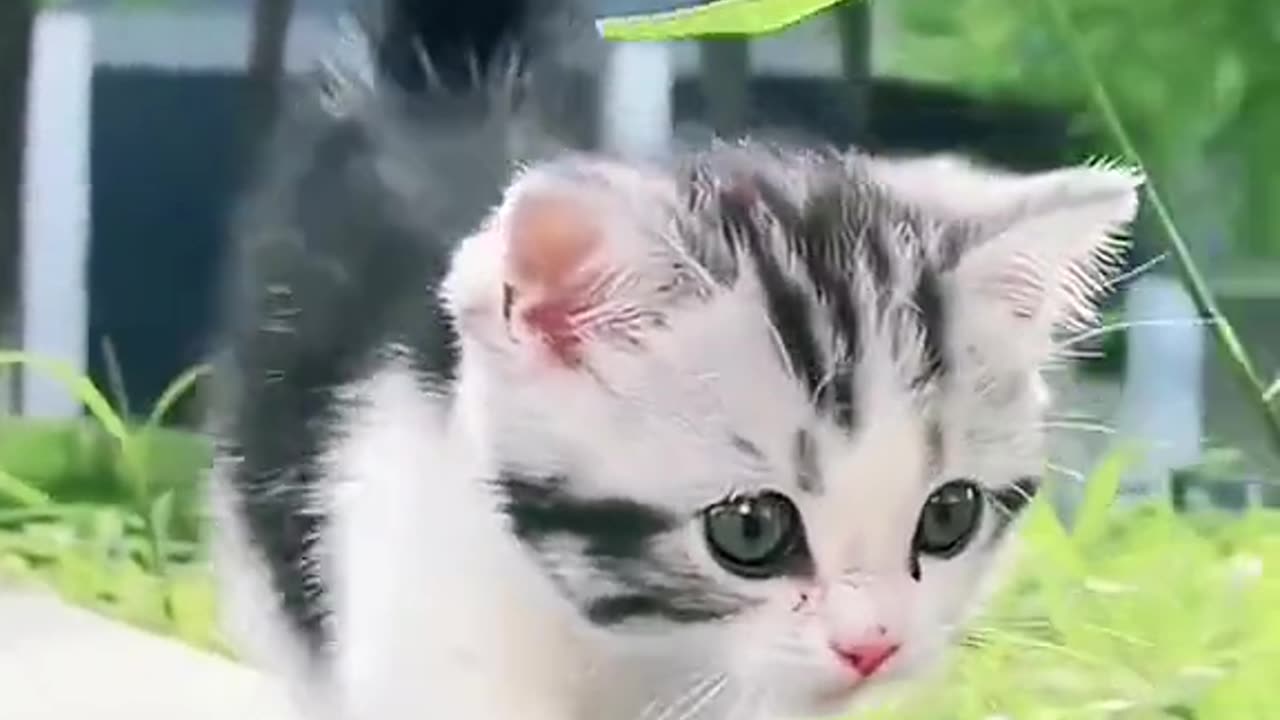 Cute cat 🐈