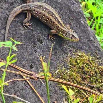 A female sand lizard with a big belly / beautiful reptile.