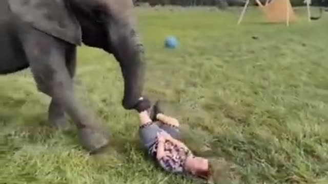 Small cute baby having fun with elephant 🐘🐘🐘