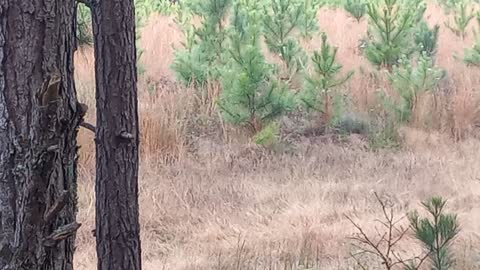 Black Bear come running to base of hunting stand