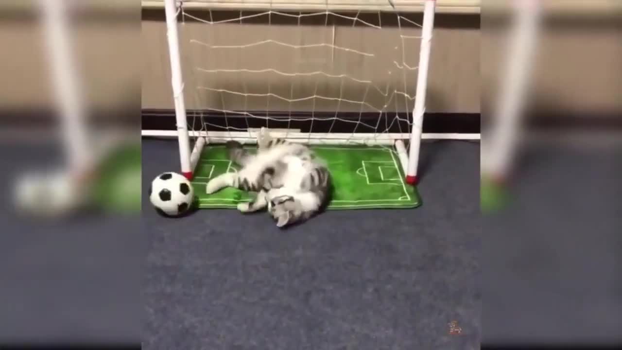 Funny Animal Videos. Cute and Crazy cats