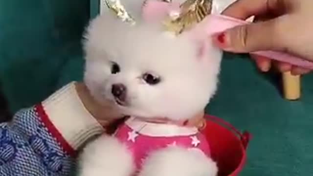 Funny dog video cute dog