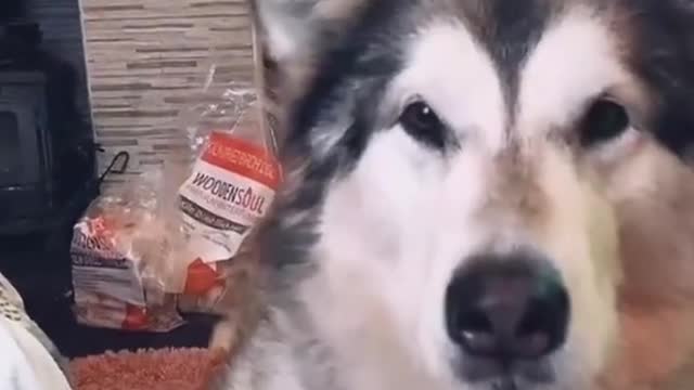 animal meme