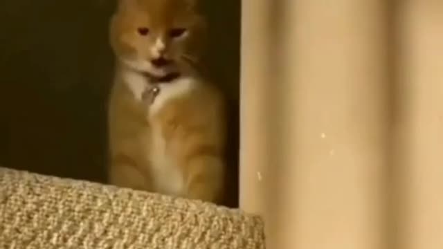 Funny cat video