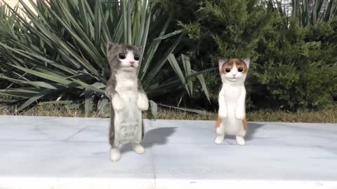 Dancing cat video