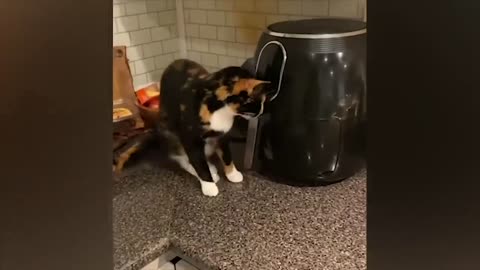 The funniest animals / Fun with cats and dogs