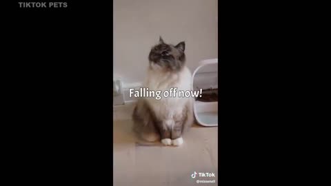 TALKING CATS -MEOW- Language - Tiktok pets Video