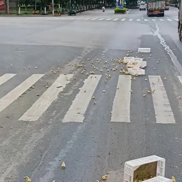 they look so pitiful