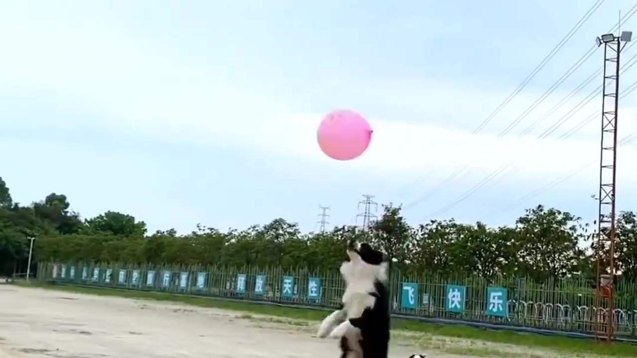 Funny dogs playing with baloon