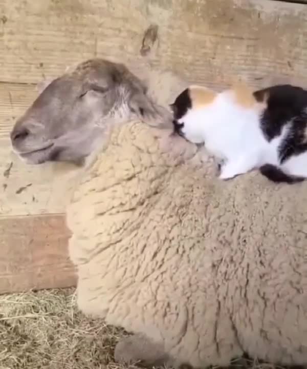 OMG, I love this amazing bed, cute cat