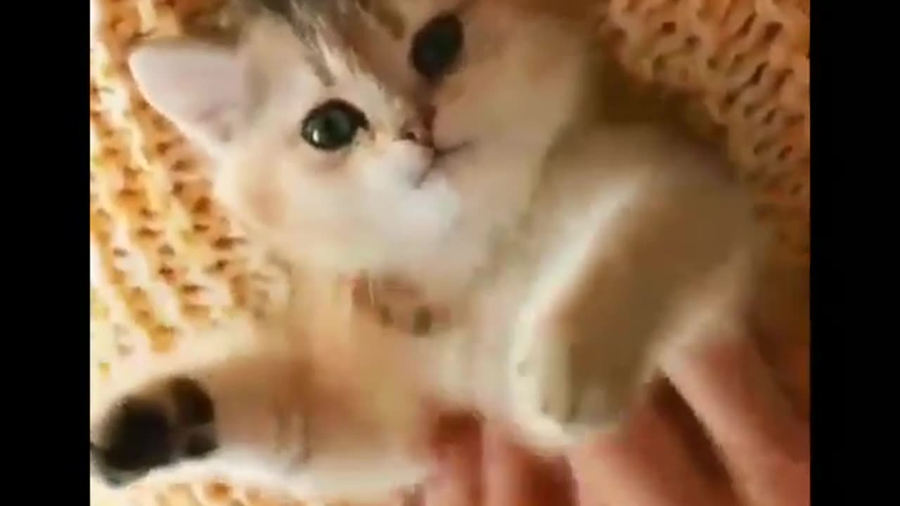 Funny cat video❤️❤️