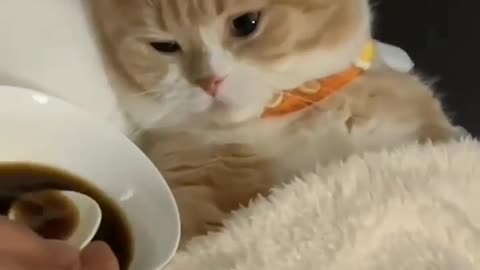 My pet cat sleeping don't disturb