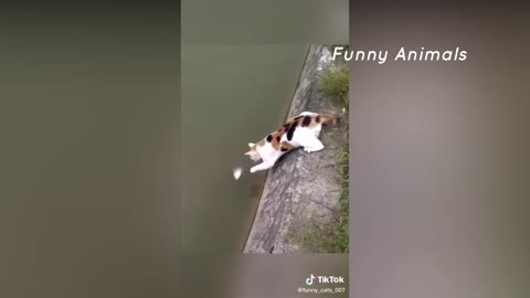 Funny Cat Videos that Will 100% Make You Laugh 😂 | Cat TikTok | Funny Cat TikTok Compilation