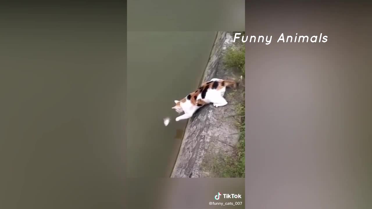 Funny Cat Videos that Will 100% Make You Laugh 😂 | Cat TikTok | Funny Cat TikTok Compilation