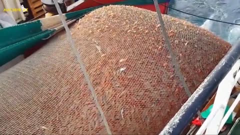 Amazing Shrimp Fishing You Won't Believe That How Many Shrimp Fast Shrimp Processing Machine