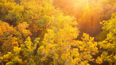 Enchanting Autumn Forests with Beautiful Piano Music