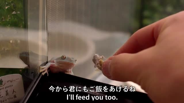 餌待ちするイエアメガエルが可愛すぎる cute frog video