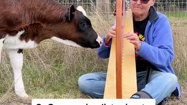 5 things you may not know about cows!