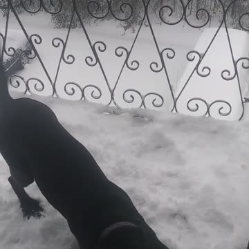 Cane Corso loves the snow