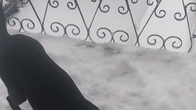 Cane Corso loves the snow