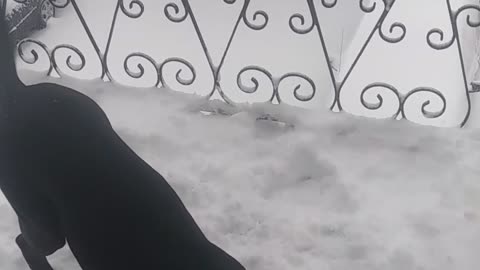 Cane Corso loves the snow