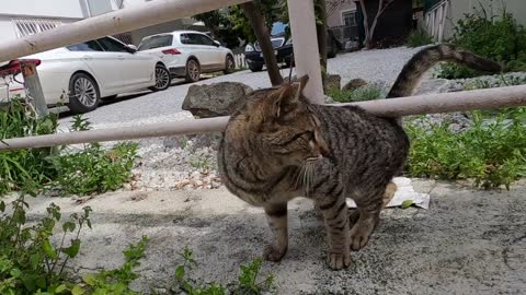 Tabby cat that initially came to me shyly now trusts me