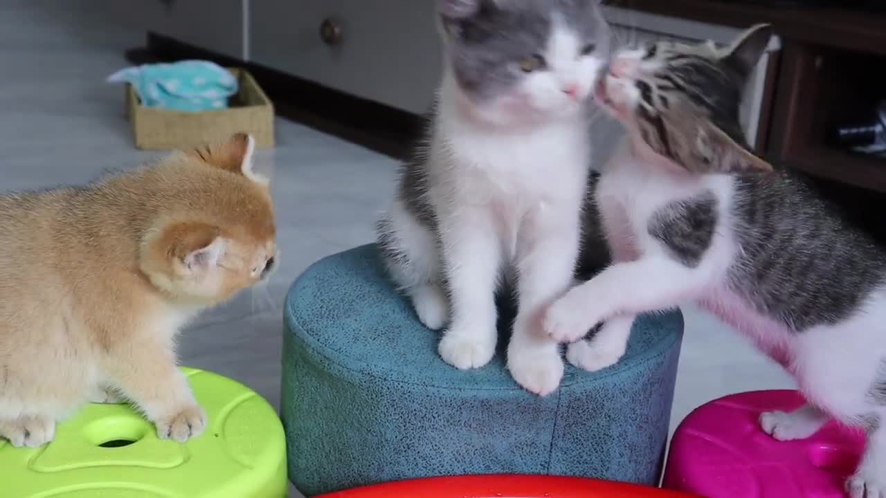 Three kittens envy ducklings for swimmingš„