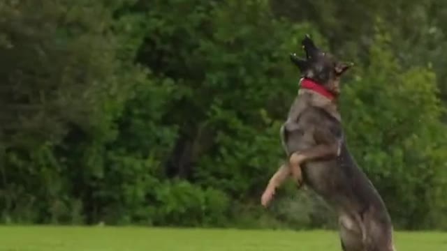 Beautiful German shepherd Training. Very satisfying video