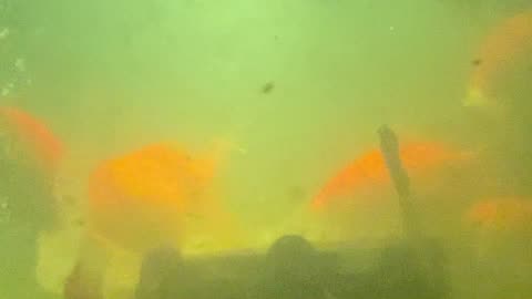 Aquaponics Goldfish Underwater Footage