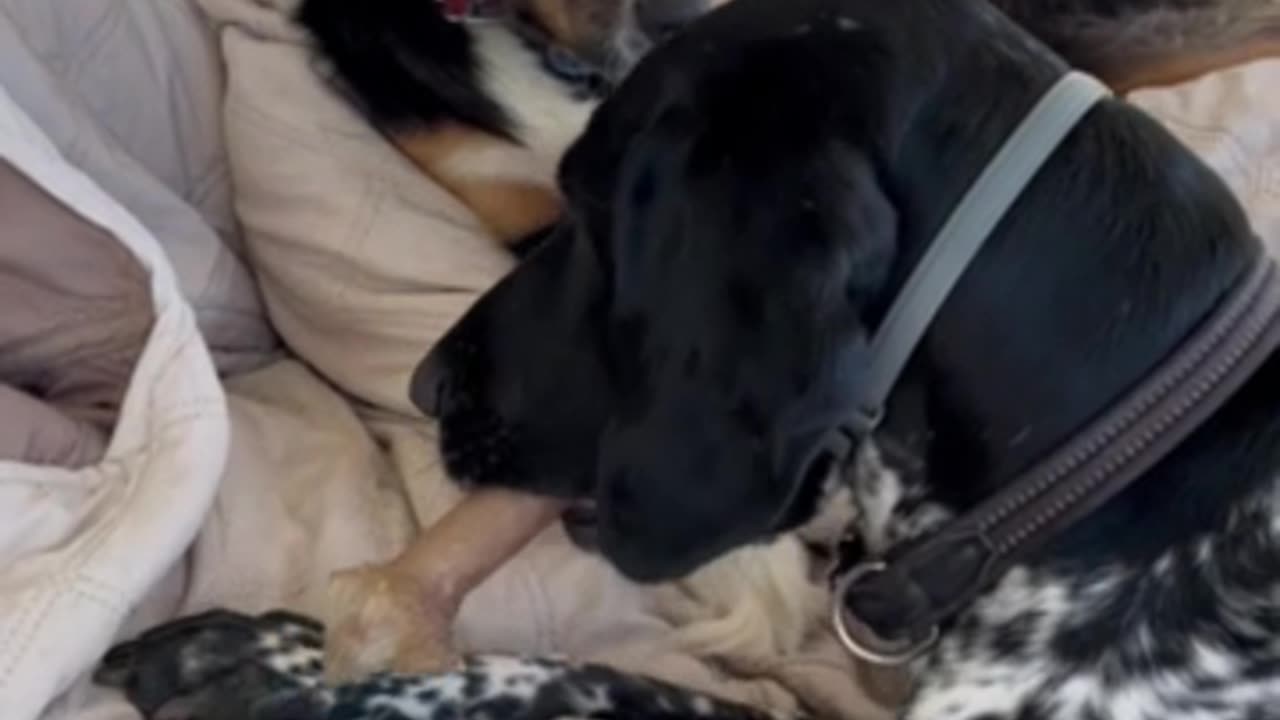 Retired Officer Turbo