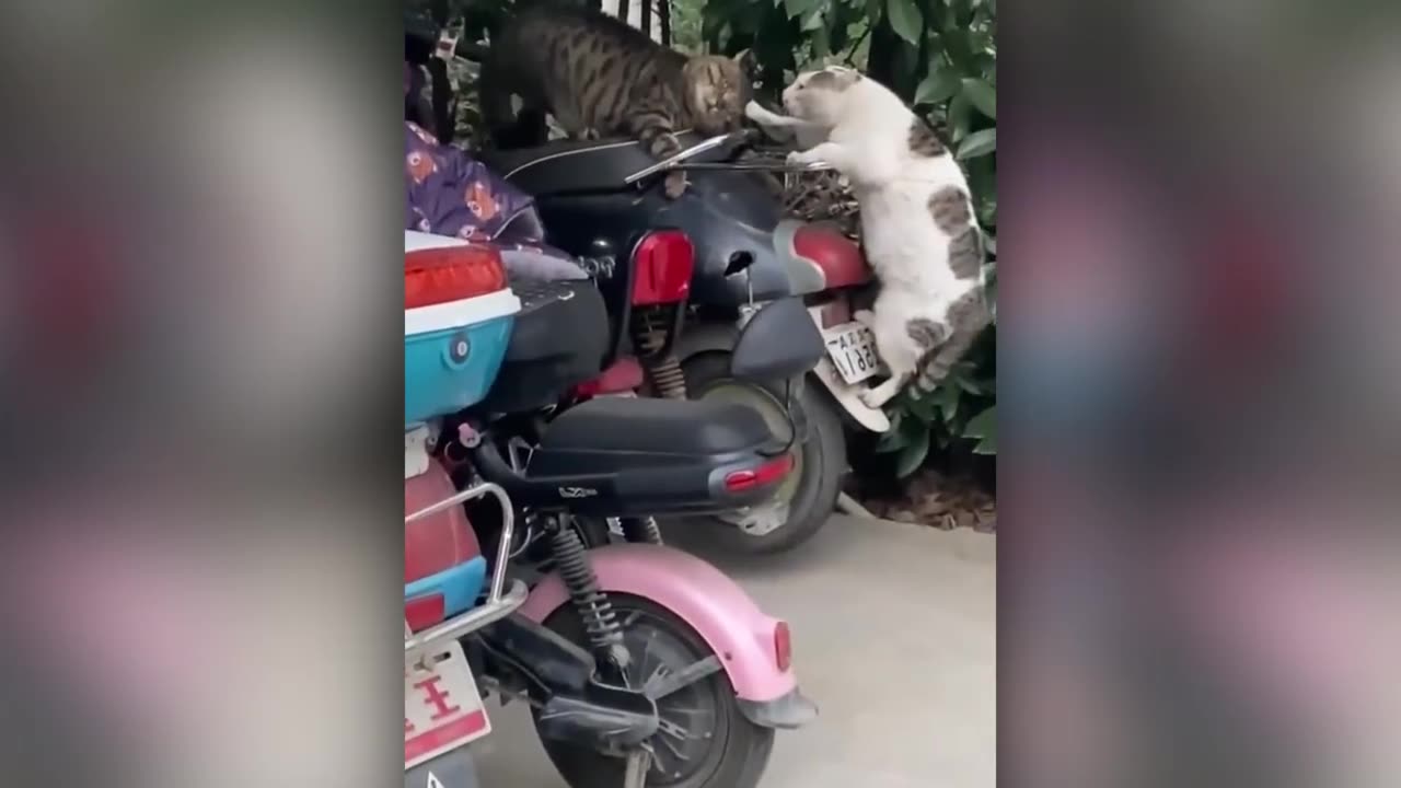 Best Funny Animal Videos worldwide 2023 Funny Cats and Dogs