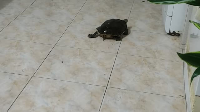 Cute funny tortoise 🐢 in my house