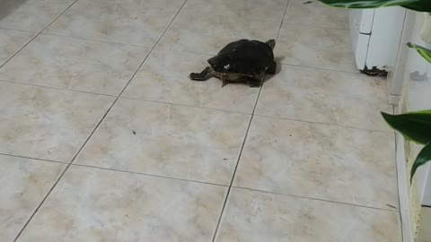 Cute funny tortoise 🐢 in my house