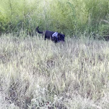 Sugar wanted to stay longer!🐕🐕🐕