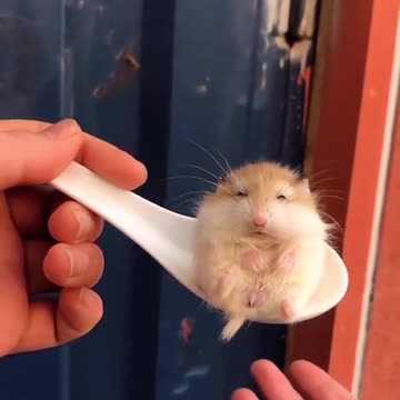 spoon mouse