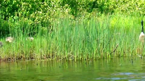 Canada Geese and Goslings