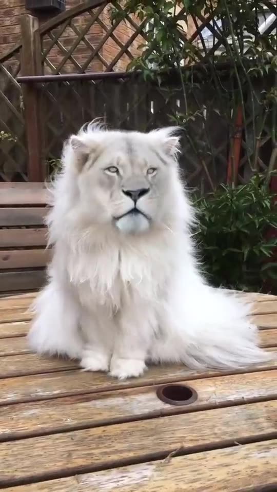 A rare mini lion! Cute animal videos, Cute baby animals, Cute animals (2)