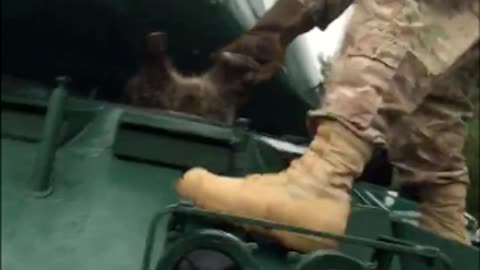 Raccoon Stuck In An Army Tank