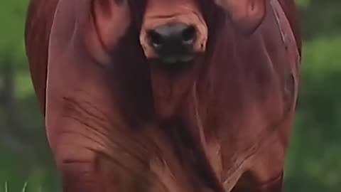 The Cow is very beautiful ❤️#viral