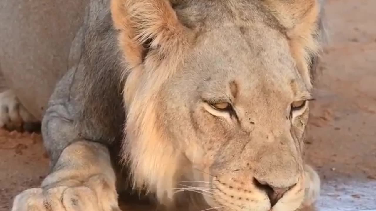 Lion lovers