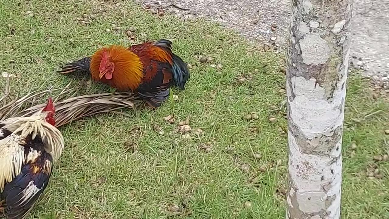 Roosters in action