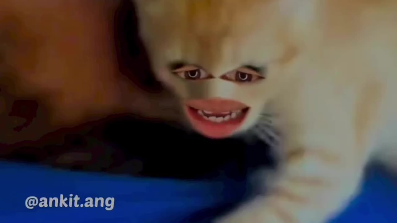 🐈 cat cali log dirav pe what for and