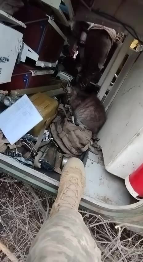 Combat cats on guard in the ranks of the Ukrainian army