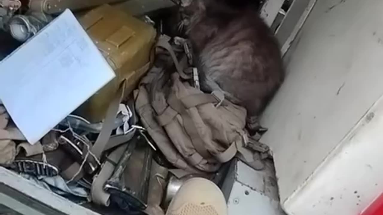 Combat cats on guard in the ranks of the Ukrainian army