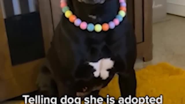 Telling dog she is adopted